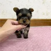 ヨークシャーテリア【静岡県・男の子・2023年10月11日・スチールブルー&タン】の写真5