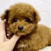 タイニープードル【静岡県・女の子・2024年3月21日・レッド】の写真5