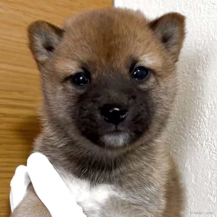 ID:2505-01778の子犬