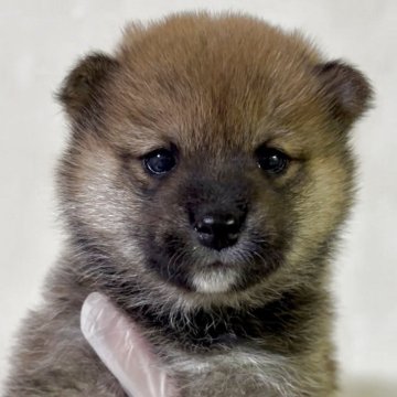 柴犬(豆柴)【愛知県・女の子・2025年11月10日・赤毛(濃いめ)】の写真「お目目パッチリっ子に変身します」