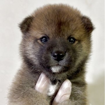 豆柴【愛知県・男の子・2025年11月10日・赤毛(濃いめ)】の写真「ぬいぐるみのように愛くるしい」