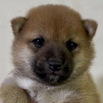 柴犬(豆柴)【愛知県・男の子・2025年7月14日・赤】の写真「目力たっぷりの可愛い男の子」
