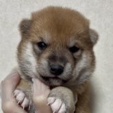 柴犬(豆柴)