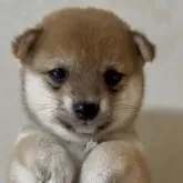 豆柴