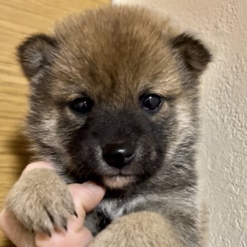 柴犬(豆柴)【愛知県・男の子・2023年11月19日・赤毛】の写真「穏やかな優しい男子【訳あり】」