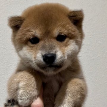 柴犬(豆柴)【愛知県・女の子・2023年11月10日・赤毛】の写真「おっとり穏やかな女の子」