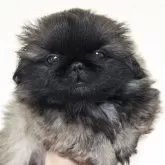 ペキニーズ