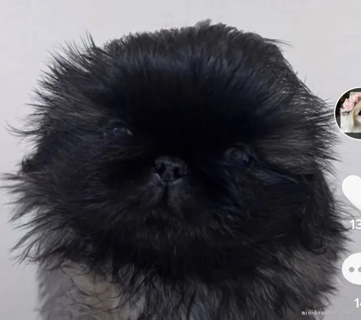 ID:2111-02122の子犬