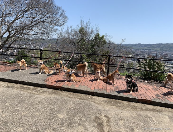 毎年、当犬舎出身の柴ちゃんが桜の季節に集まります。｜岡部　昭治(おかべ　しょうじ)ブリーダー(岡山県・柴犬・日本犬保存会登録)の紹介写真1