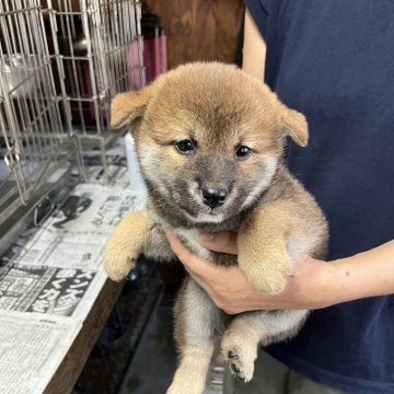 柴犬(標準サイズ)【岡山県・男の子・2024年7月7日・赤】の写真「おとなしくておっとりとした男の子」