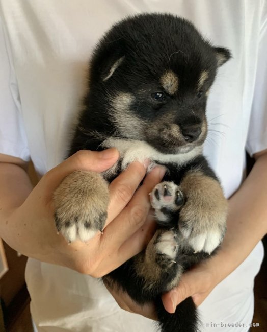 小原　貴洋(おばら　たかひろ)ブリーダー(岩手県・柴犬・日本犬保存会登録)の紹介写真4