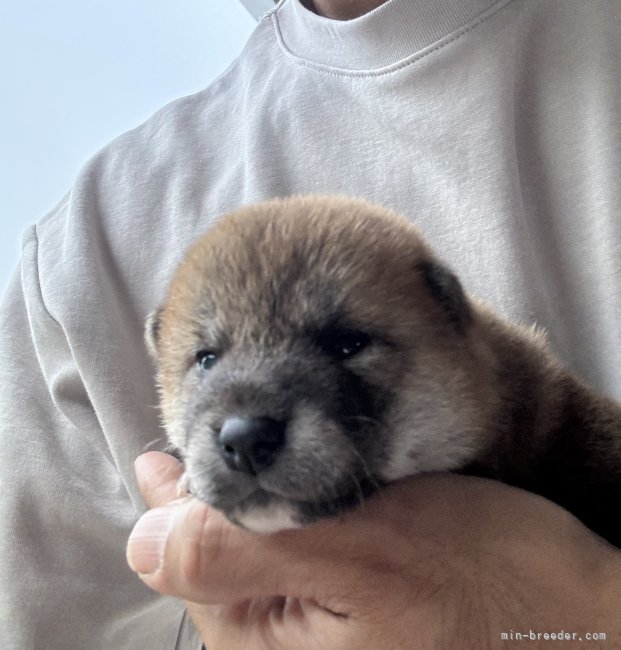 小原貴洋ブリーダーのブログ：当犬舎の子犬出産のお知らせ
