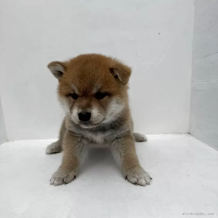 柴犬(標準サイズ)【岩手県・男の子・2025年4月14日・茶色】の写真1