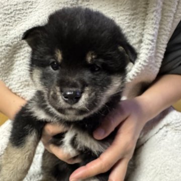 柴犬(標準サイズ)【岩手県・男の子・2025年1月20日・黒色】の写真「黒色の可愛い男の子です。」