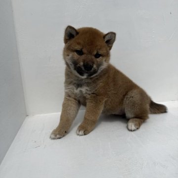 柴犬(標準サイズ)【岩手県・女の子・2025年4月14日・茶色】の写真「元気なたぬき顔の女の子です」