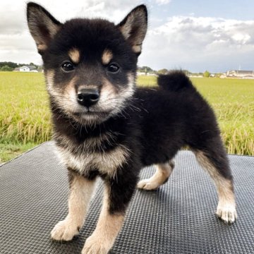 柴犬(標準サイズ)【岩手県・女の子・2025年6月30日・黒】の写真「小ぶりなかわいい黒柴ちゃんです。」