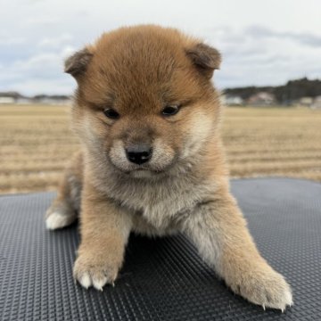 柴犬(標準サイズ)【岩手県・女の子・2025年11月7日・赤】の写真「元気な女の子です。」