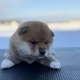 柴犬(標準サイズ)