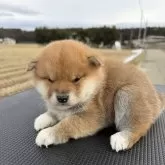 柴犬(標準サイズ)