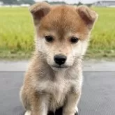 柴犬(標準サイズ)