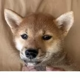 柴犬(標準サイズ)