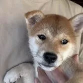 柴犬(標準サイズ)