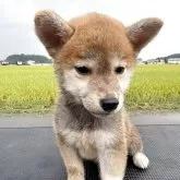 柴犬(標準サイズ)