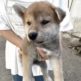 柴犬(標準サイズ)【岩手県・男の子・2025年5月31日・茶】の写真1