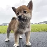 柴犬(標準サイズ)