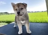 柴犬(標準サイズ)【岩手県・男の子・2025年5月31日・茶】の写真2