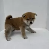 柴犬(標準サイズ)【岩手県・男の子・2025年4月14日・茶色】の写真3