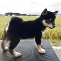 柴犬(標準サイズ)【岩手県・女の子・2025年6月30日・黒】の写真8
