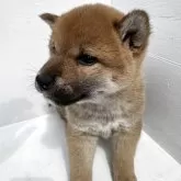 柴犬(標準サイズ)【岩手県・女の子・2025年4月14日・茶色】の写真9