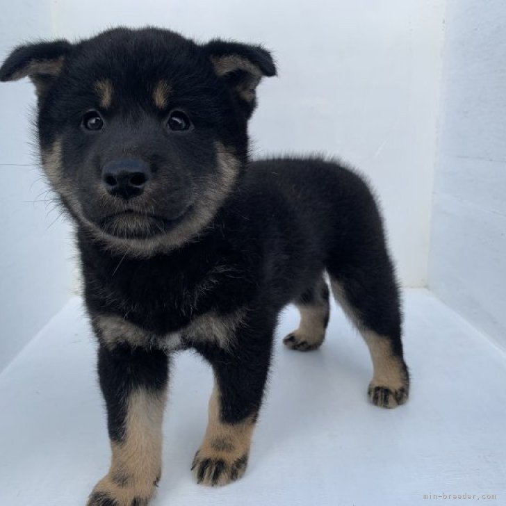 オーダー受付　柴犬　ご予約ページ　レアパネル　8/19 オーダー受付 柴犬 ご予約ページ レアパネル 8/19 オーダー受付