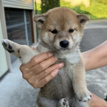 柴犬(標準サイズ)【岩手県・女の子・2024年6月18日・茶色】の写真「かわいい茶色の女の子です」