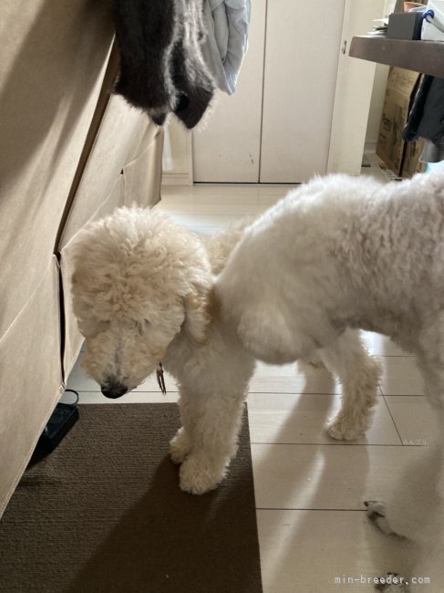 松原香里ブリーダーのブログ：巣立った🤎ヴァイス君🤎からのお便り