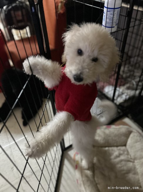 松原香里ブリーダーのブログ：🍋11頭目🍋シュクルちゃん🍋最後の巣立ちまであと4日🍋