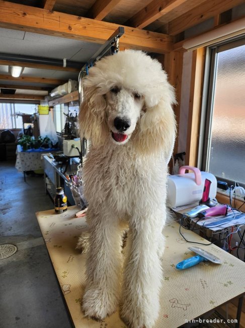 松原香里ブリーダーのブログ：✨新年3日に新メンバーが加わります✨