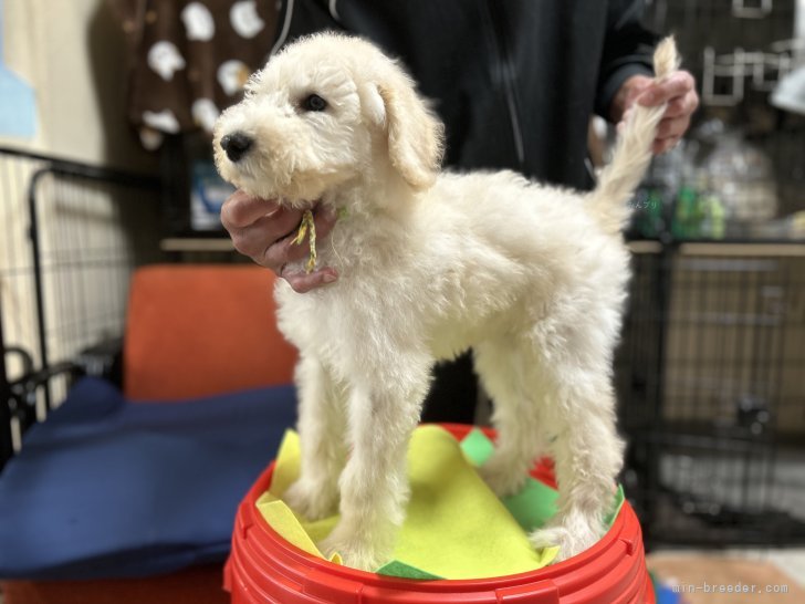 松原香里ブリーダーのブログ：🤩お値段を見直しました🤩