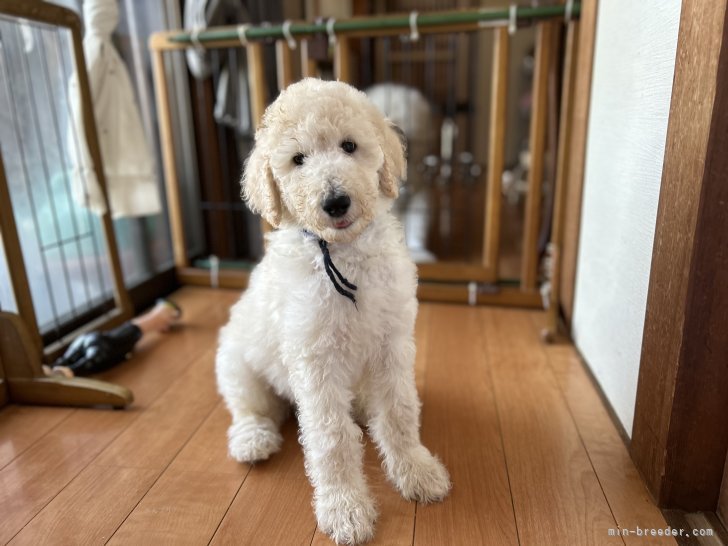 松原香里ブリーダーのブログ：🍄オーナー様募集中の男の子３頭🍄