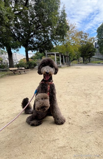 松原香里ブリーダーのブログ:巣立ったパピー🥰チリちゃん🥰からの手紙