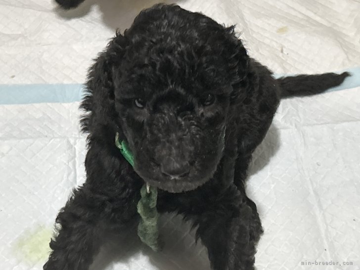 松原香里ブリーダーのブログ：🉐早期御予約で嬉しい特典があります🉐