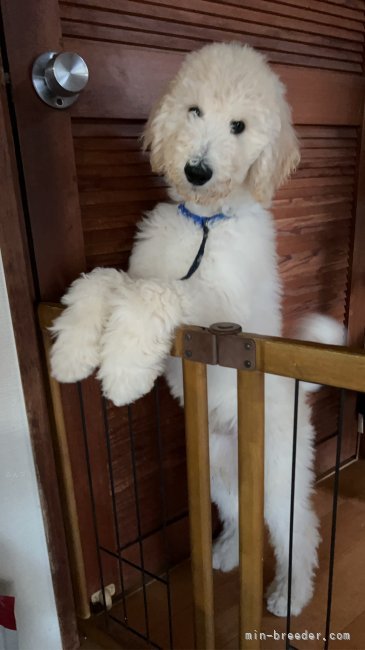 松原香里ブリーダーのブログ：生後90日目🐣元気にランラン🐣