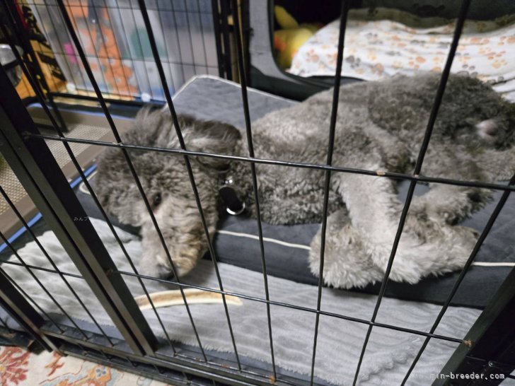 松原香里ブリーダーのブログ：巣立った🔹スカイくん🔹からの手紙、そして❣️