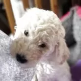 スタンダードプードル【香川県・男の子・2025年8月6日・ホワイト】の写真6