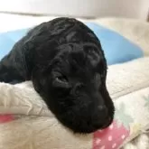 スタンダードプードル【香川県・男の子・2025年11月8日・シルバー系】の写真10