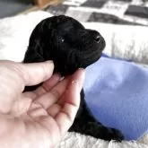 スタンダードプードル【香川県・男の子・2025年11月8日・シルバー系】の写真11