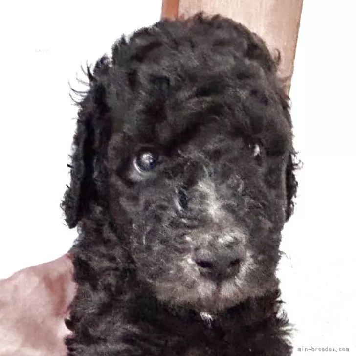 S.H 様のお迎えした子犬