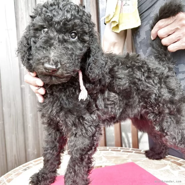小泉 様のお迎えした子犬