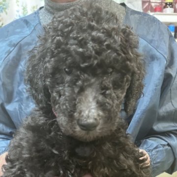 スタンダードプードル【香川県・女の子・2024年12月4日・シルバー】の写真「🩷1番おとなしく可愛い子、
即日引渡できます🩷」